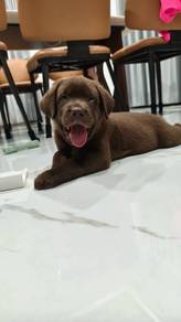 Choco Colour Labrador 