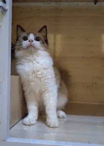 Ragdoll kitten