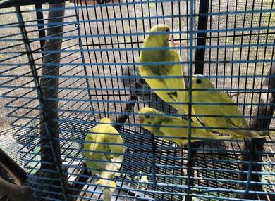 burung baji muda dan induk