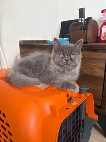 persian kitten