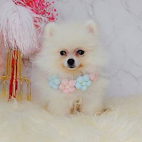 Pomeranian