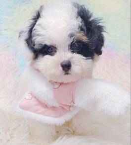 Maltipoo