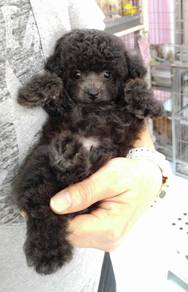 BVV5200#MKA tiny poodle silver grey color coated