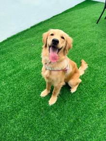 Golden Retriever Puppy