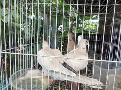 burung tengkukur jawa