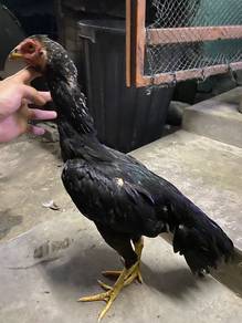 ayam ratu dokmak