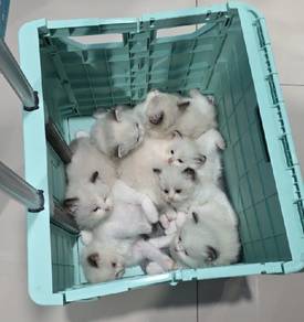 ragdoll