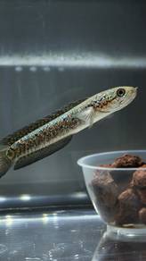 Channa Asiatica