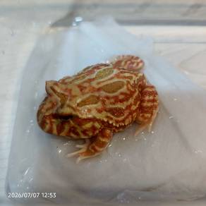 Baby Strawberry Pacman Frog For Sale