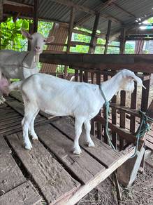 Kambing Saenan betina