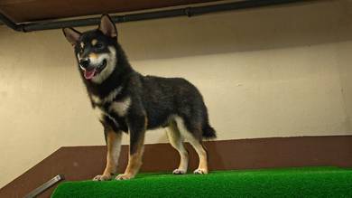 Black & Tan Shiba Inu puppies