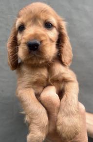 ENGLISH COCKER SPANIEL PUPPIES C126 🌻 Male-Female