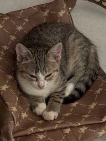 kucing baka