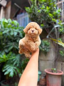 Poodle with MKA pedigree 