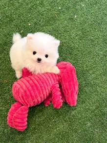 Pomeranian puppy