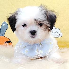 Shih Tzu