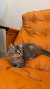 kitten male BSH