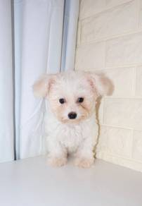 J0572 Bichon White Curly Coat Small Puppy