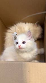 ragdoll boy