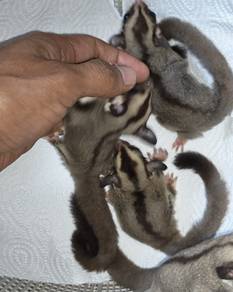 sugar glider borong 