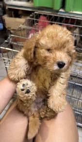 Toy Poodle