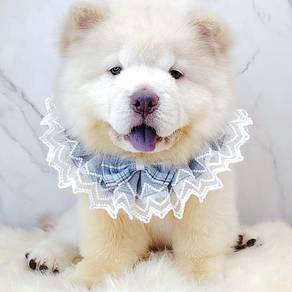 Chow Chow