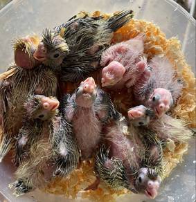 cockatiel