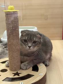 Scottish Fold cat for Sale