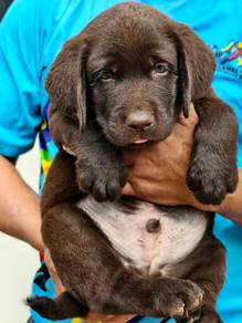 chocolate labrador puppies 