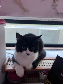BSH Bi-Color, Kucing British Short Hair