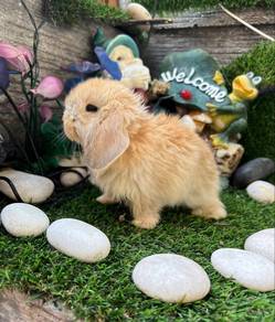Holland lop