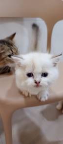 white munchkin