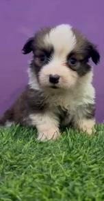 Corgi puppies long haired mka and microchip