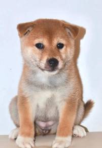i18 Charming Shiba Puppy