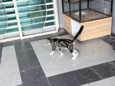 kucing marble jantan dan betina untuk dilepaskan!