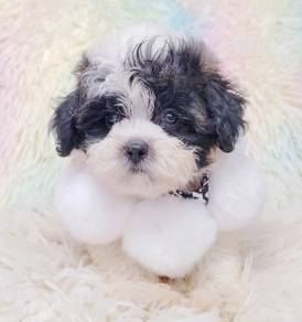 Maltipoo