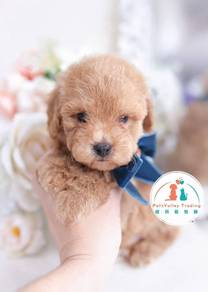 Poodle Toy