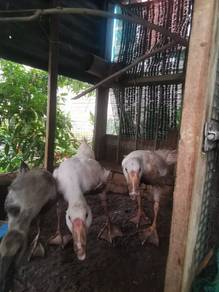 anak angsa
