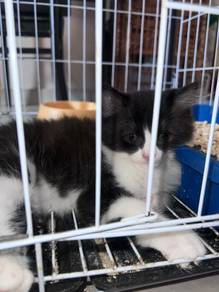 male 2 months jb