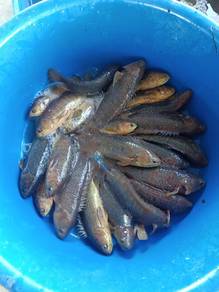 Ikan Darat Sawah