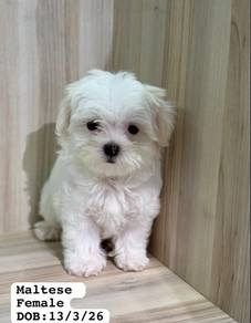 Maltese Puppy for Sale