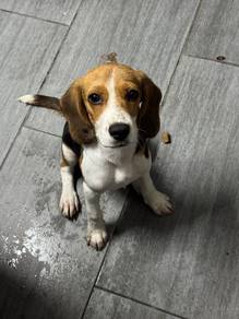 Beagle