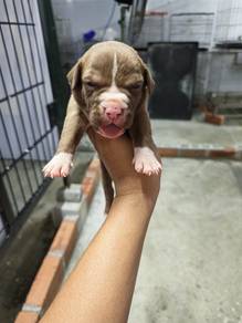 Pitbull puppy