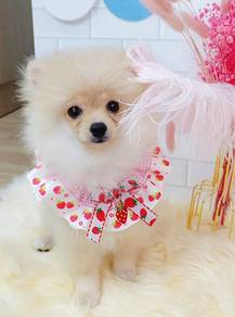 Pomeranian