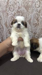 Shihtzu 