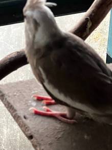 cockatiels