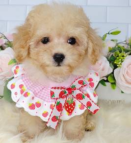 Poodle