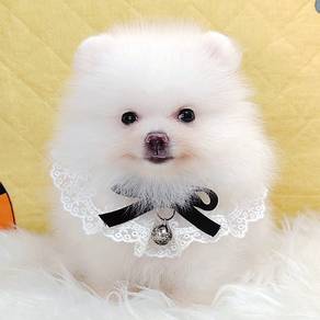 Pomeranian