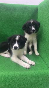 Border Collie Male n Female Puppies