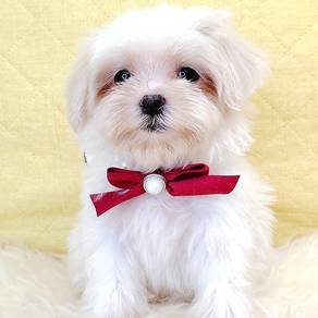 Maltese